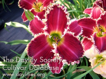 Daylily Shark Infested Waters